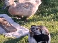Ducks — الصورة 3