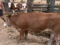 Kuh, Simmental cattle — Foto 6
