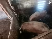 公猪, Pigs — 照片 1