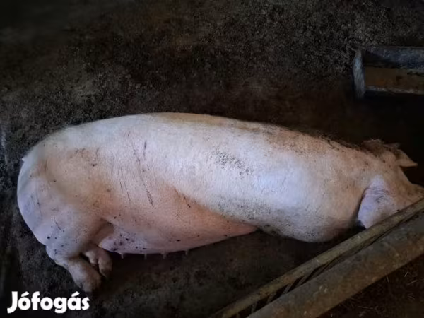 Säue, Дюрок