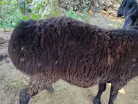Qoç, Blackheaded Persian sheep — foto 1
