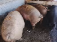 猪（批次，未指定性别）, Pigs — 照片 1