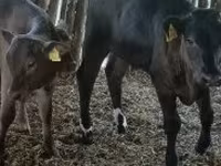 गाय, मवेशी — फ़ोटो 1