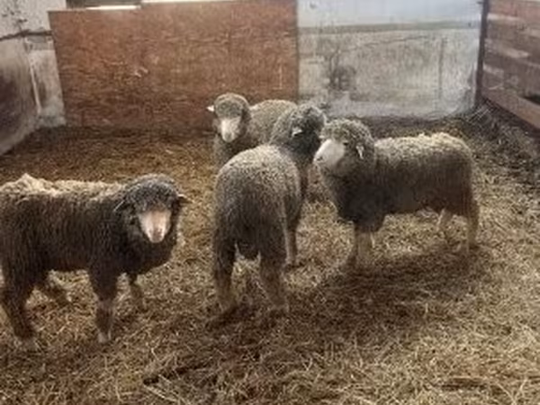 Qoç, Merino sheep