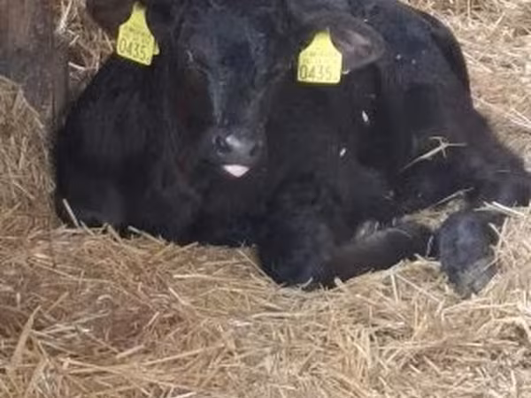 Bulle, Aberdeen-Angus