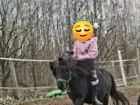 حصان, Shetland Pony — الصورة 2