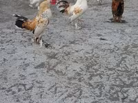 Japanski bantam — fotografija 2