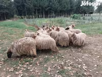Ovce (partija, pol nije naveden), Racka sheep — fotografija 4