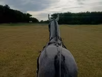 Cavalo, Lipizzaner — foto 2