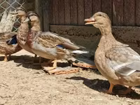 Ducks — fotografija 2