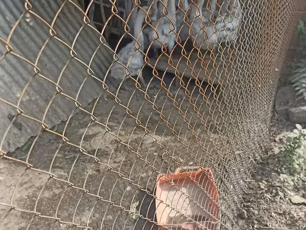 Chickens