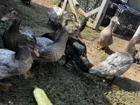 Ducks — Foto 1