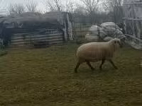Bélier, Shroshire sheep — photo 2