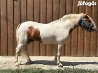 Caballo, Caballos — foto 2