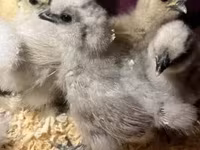 Silkie — zdjęcie 1