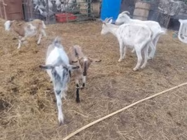 Конь, Лошади