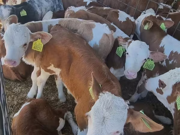 Bik, Simmental cattle