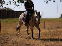 Kobyła, Quarter Horse — zdjęcie 3