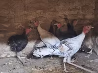 Turkeys — zdjęcie 1