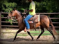 Kobila, Quarter Horse — fotografija 8