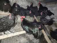 Australorp — fotografija 3