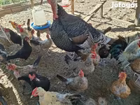Chickens — fotografija 2