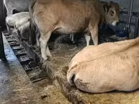Krava, Aubrac cattle — fotografija 1