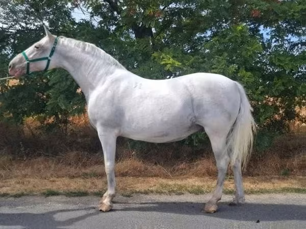 Jument, Lipizzaner