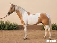 母马, Horses — 照片 2