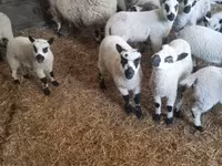 Qoʻchqor, Cerry Hill sheep — 1-rasm