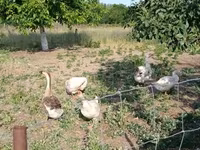 Geese — foto 1
