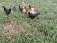 Chickens — foto 7
