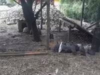 Guinea fowl — zdjęcie 2