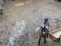 बकरा, Alpine goat — फ़ोटो 2
