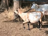 Қой, Cameroon sheep — 1-сурет
