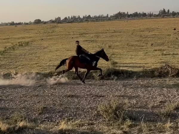 Kobila, French Trotter