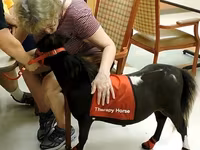Kobila, Miniature horse — fotografija 7