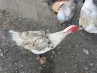 Ducks — fotografija 1