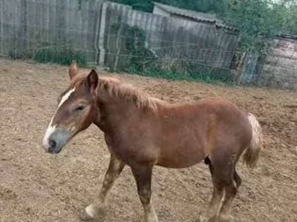 Koń, Hungarian horse breed