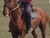 Pastuv, Trakehner — fotografija 2