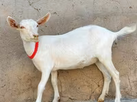 Koza, Saanen goat — fotografija 1