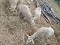 Qoç, Qoyunlar — foto 6