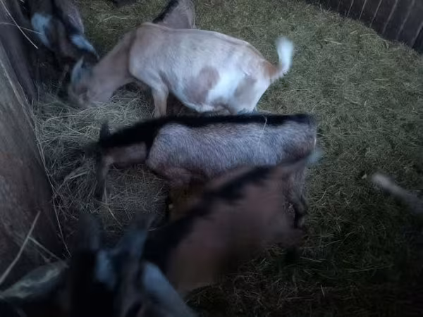 Bode, Nubian Goat — Hungria