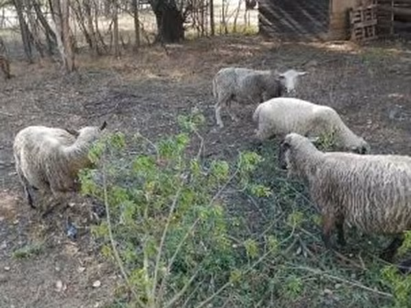Ovca, White Suffolk sheep