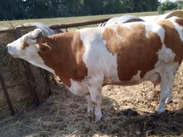 Корова, Simmental cattle — Угорщина