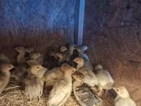 Turkeys — الصورة 2