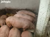 猪（批次，未指定性别）, Pigs — 照片 2