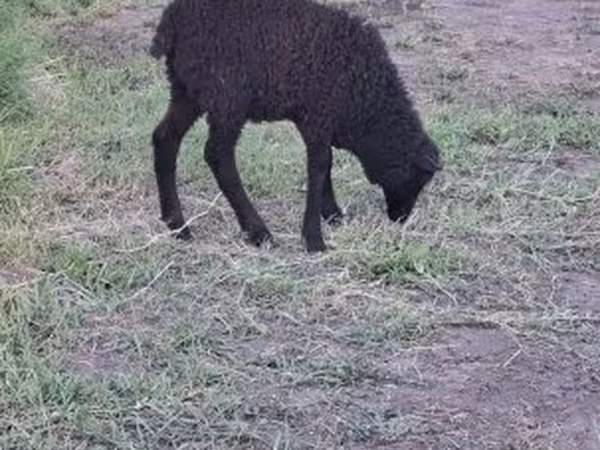 Bélier, Racka sheep — Hongrie