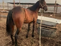 Pastuv, Standardbred — fotografija 2
