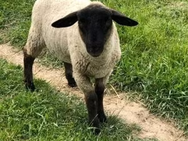 Bélier, White Suffolk sheep — Hongrie